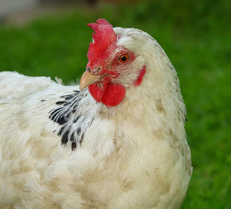 Hähnchen, Hühnerporträt, Hof, Wiese, Sommer-, weißes Huhn, Geflügel, Gefieder, Vogel, Bauernhof, Landwirtschaft