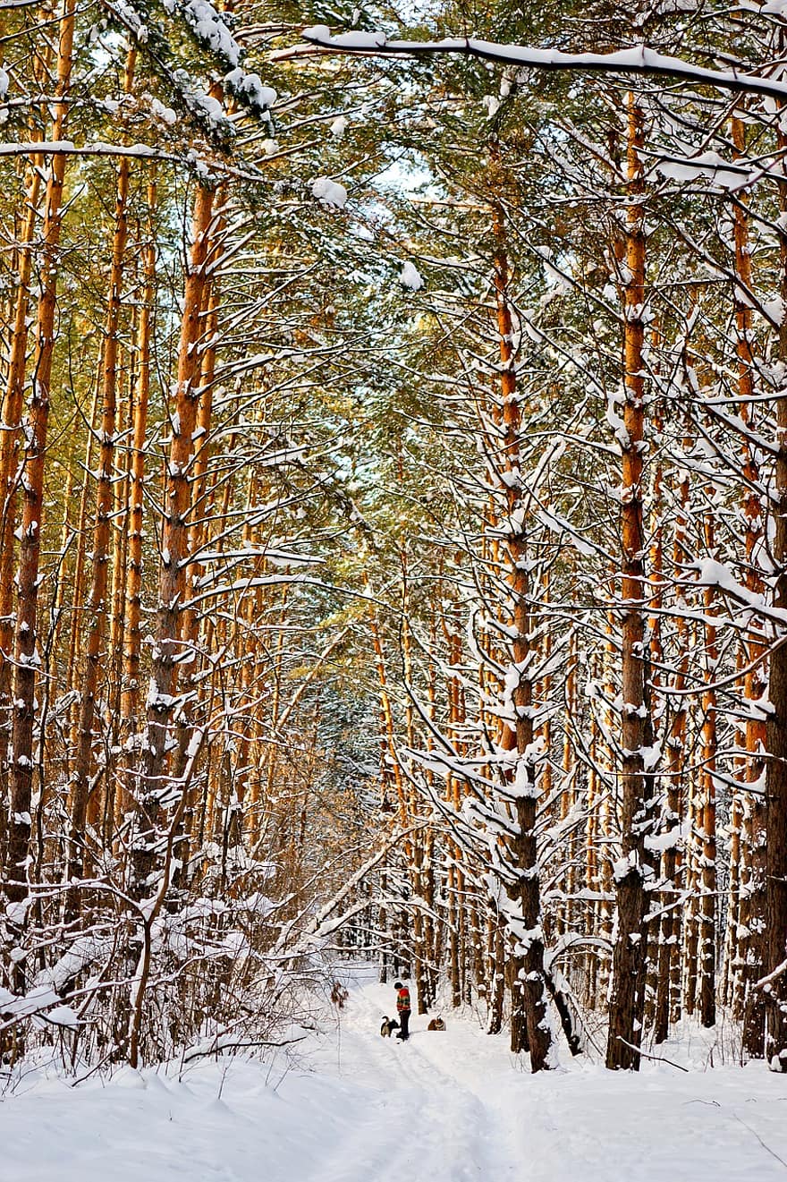 skog, vinter-, natur, snö, träd, trän, frost, kall, snödriva, tallar, landskap