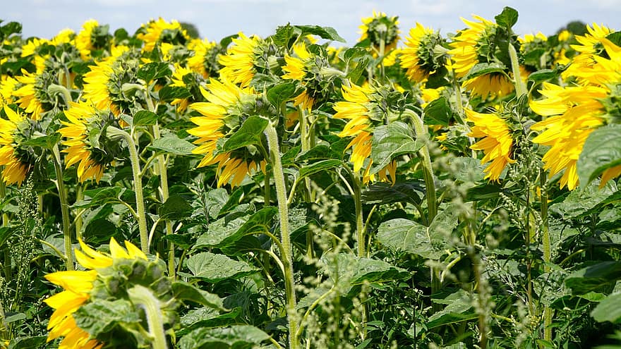 bunga matahari, mekar, berkembang, musim panas, bunga, kuning, alam, flora