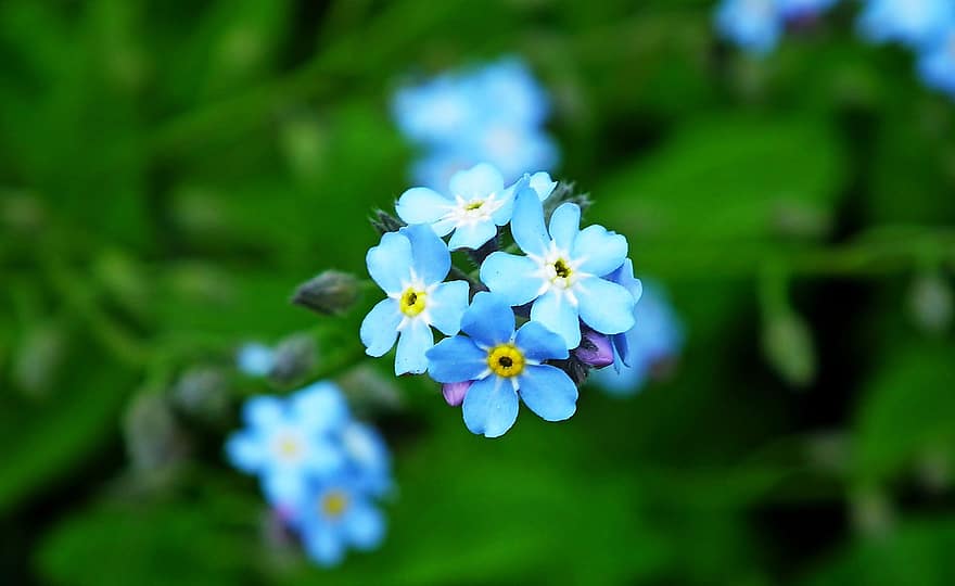 nepamirškite, gėlės, mėlynos gėlės, sodas, pavasaris, gėlė, augalų, Iš arti, vasara, gėlių galva, žalia spalva