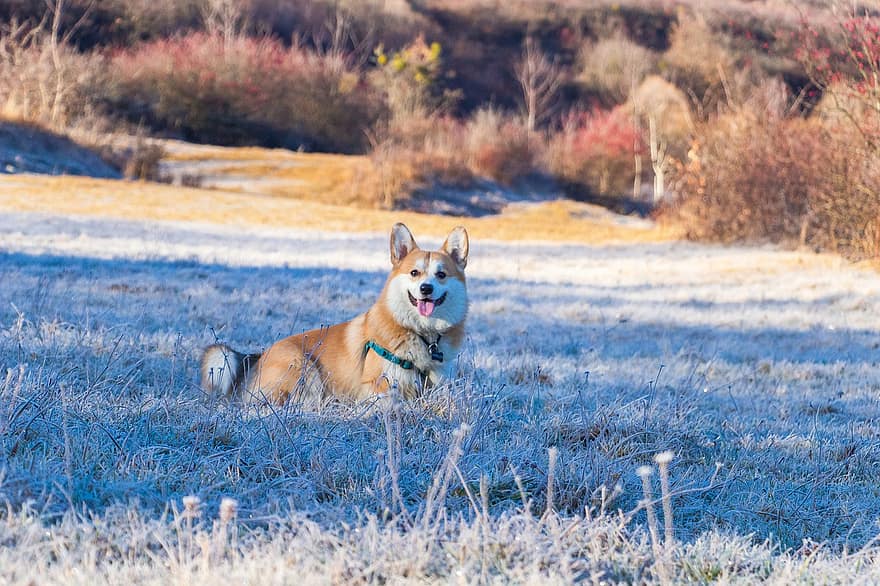 หมา, Corgi, ลูกสุนัข, Welsch Corgi, สัตว์เลี้ยง, สัตว์, ฤดูหนาว, เต็มไปด้วยหิมะ, ธรรมชาติ, หนาว, กลางแจ้ง