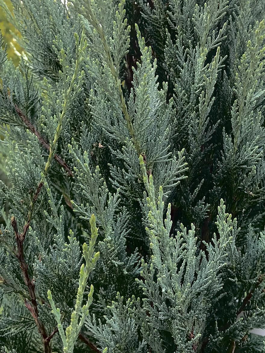 raudonasis kedras, Rytų raudonasis kedras, Virdžinijos kadagys, juniperus virginiana, rytinė kadagė