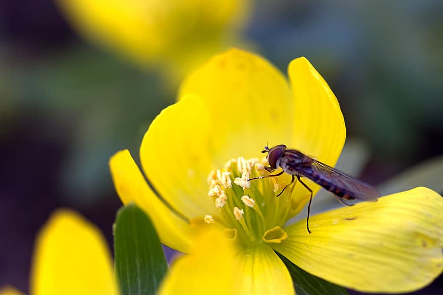 flotar, insecto, flor, mosca de la flor, flor amarilla, invierno, planta, naturaleza, de cerca