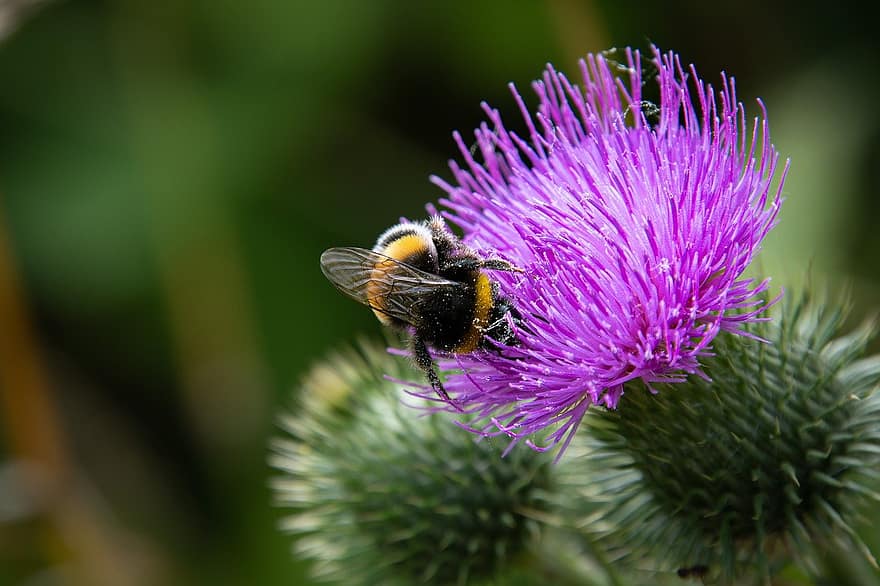 inseto, bumblebee, entomologia, polinização, macro, flor, cardo, asas, flora, fechar-se, plantar