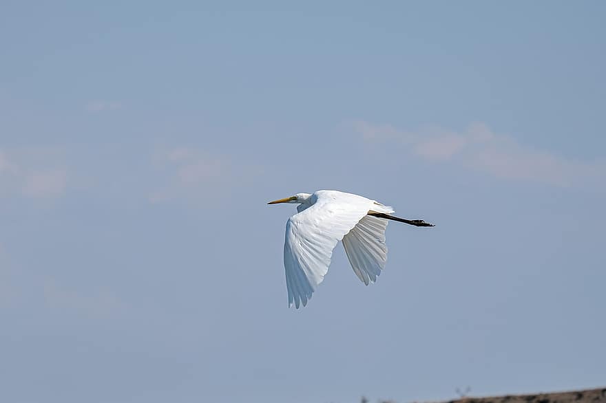 Great White Egret, Birdwatching, Danube Delta, Romania, Mahmudia, Carasuhatarea, Birdsgraphy, Birds, Boattrips, Conservation, Ecology