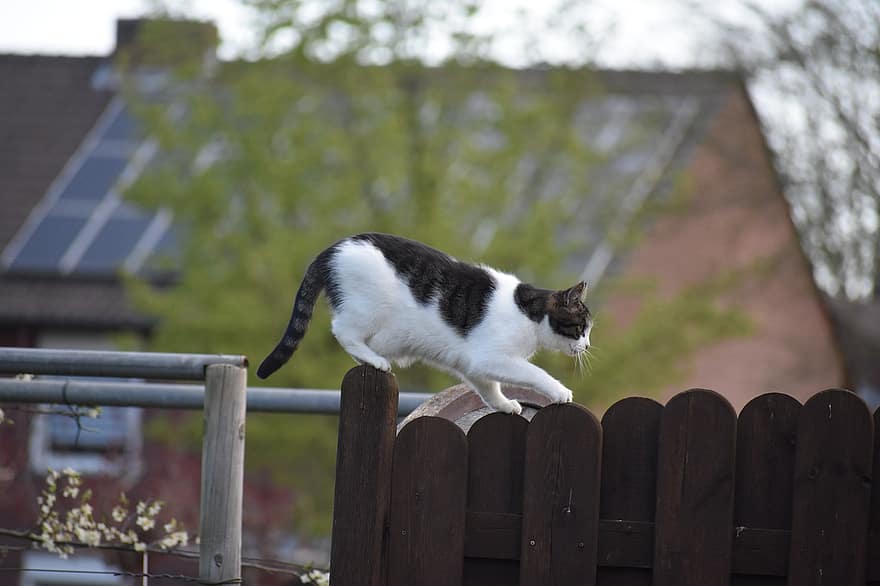 con mèo, hàng rào, thú vật, đi lạc, động vật có vú, loài, động vật