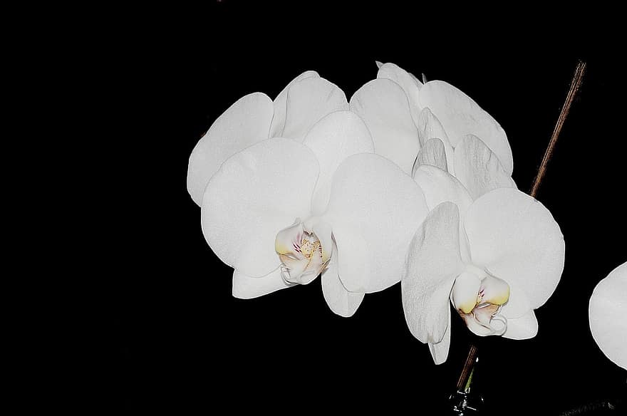 orkidéer, blommor, växt, vita orkidéer, vita blommor, blomma, exotisk