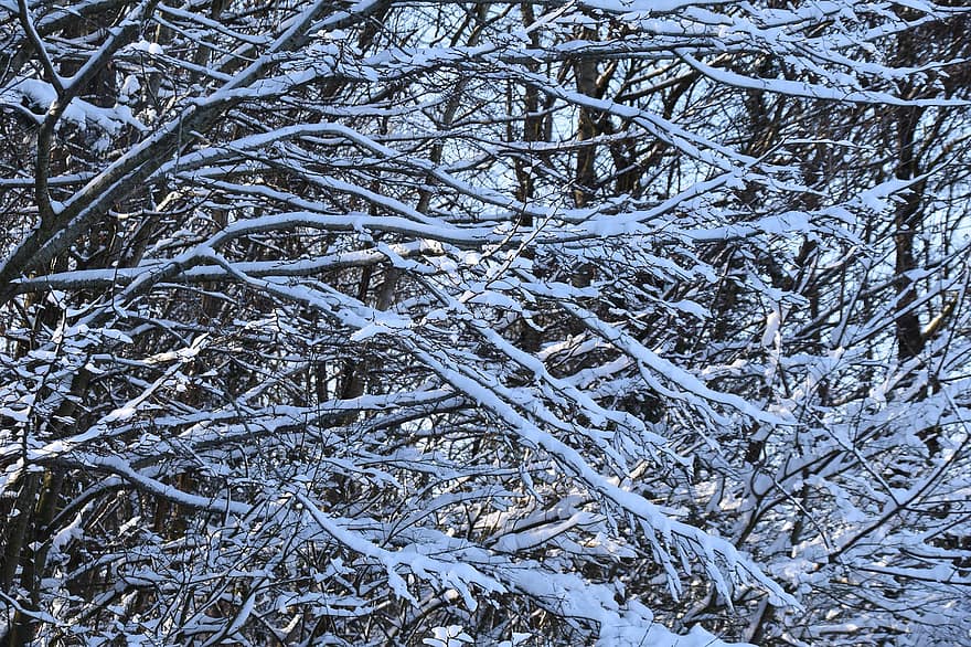 arbre, branques, gelades, brisa, neu, hivern, gel, congelat, fred, branques nevades, fusta