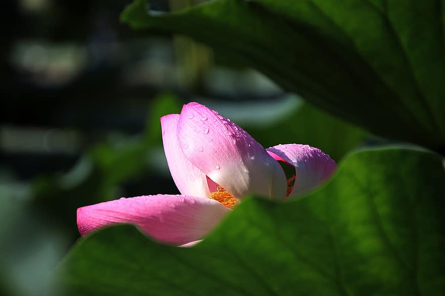Flower, Lotus, Water Lily, Aquatic Plant, leaf, plant, close-up, flower head, petal, summer, botany