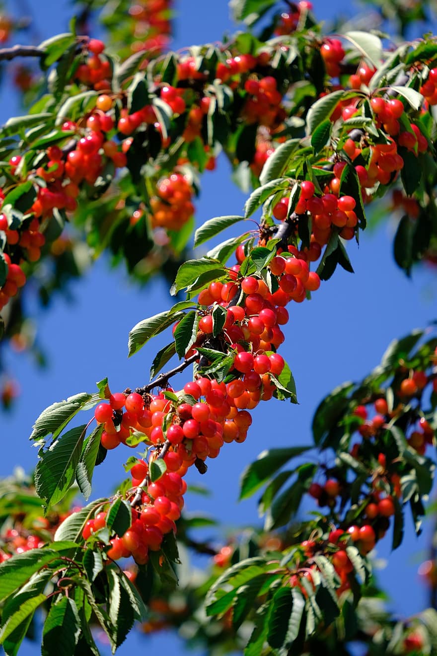 Cherries, Sour Cherries, Cherry Abundance, Overflowing, Fruit, Ripe, Stone Fruit, Cherry Branch