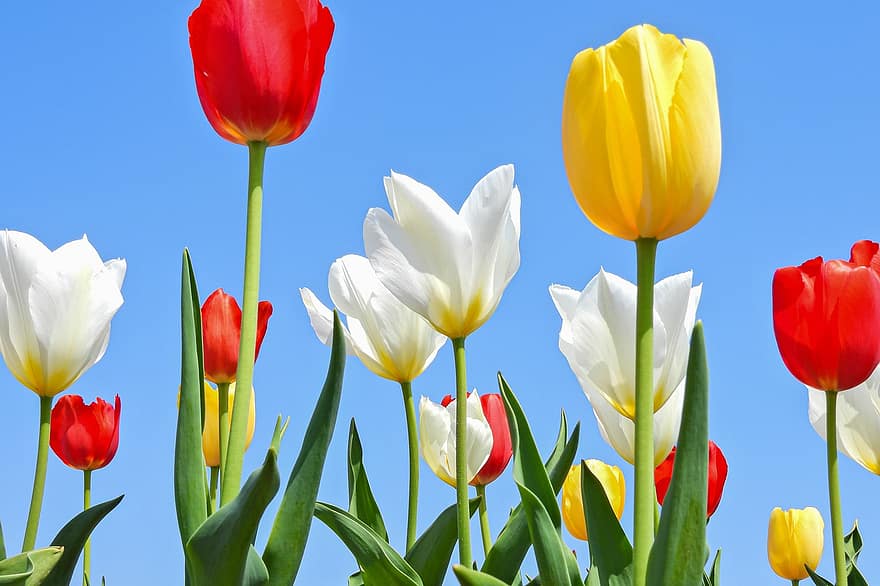 kwiaty, roślina, tulipany, krajobraz, wzrost, sezonowy, wiosna, kwiat, tulipan, lato, zielony kolor