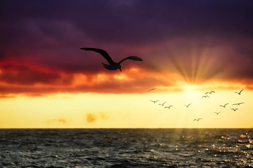Gulls, Birds, Sea, Sunset, Water, Wings, Flying, Ocean, Sky