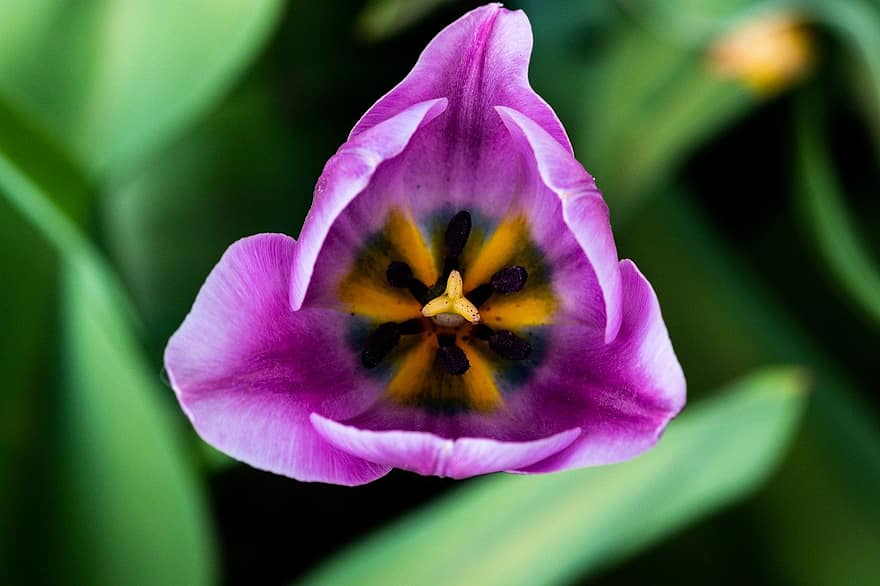 tulipán, flor, primavera, pétalos, floración, naturaleza, planta, de cerca, pétalo, cabeza de flor, verano