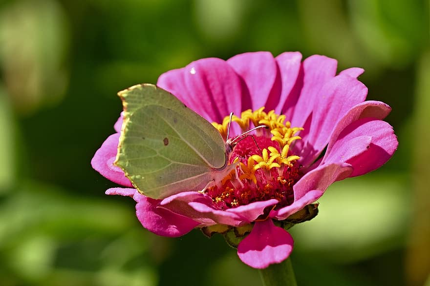 Butterfly, Common Brimstone, Zinnia, Insect, Animal, Gonepteryx Rhamni, Flower, Bloom, Blossom, Garden, Nature