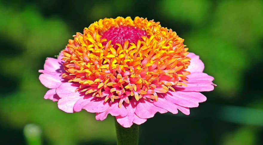 blomst, zinnia, plante, have, natur, blomstrende