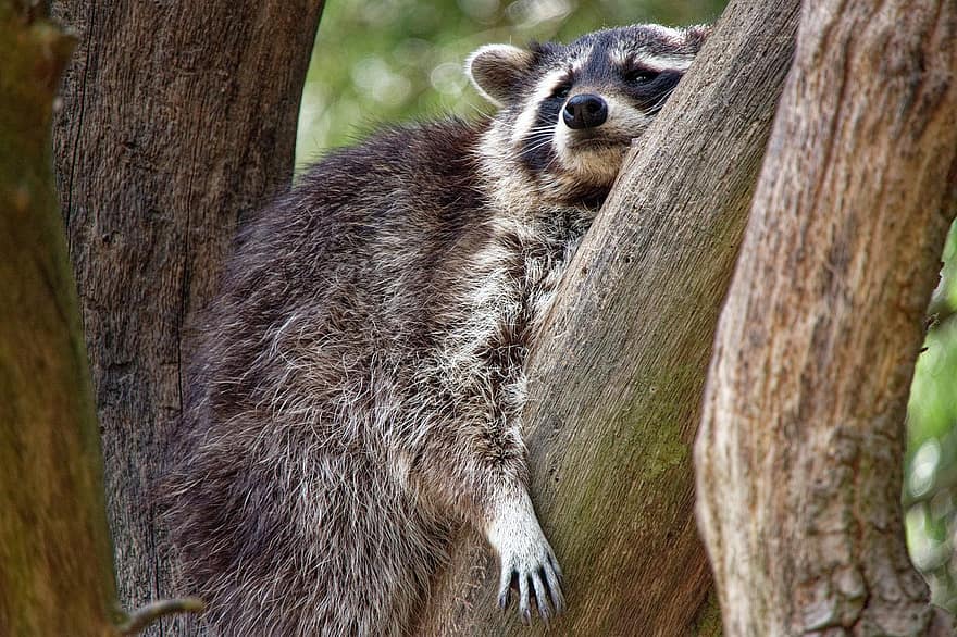 Raccoon, Wildlife, Zoo, Wildlife Park, Furry, Fur, Mammal, Cute, Relaxed, Lying, Sleepy