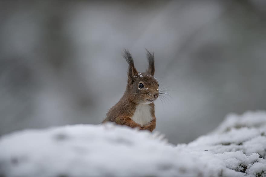 veveriţă, rozător, zăpadă, iarnă, animal