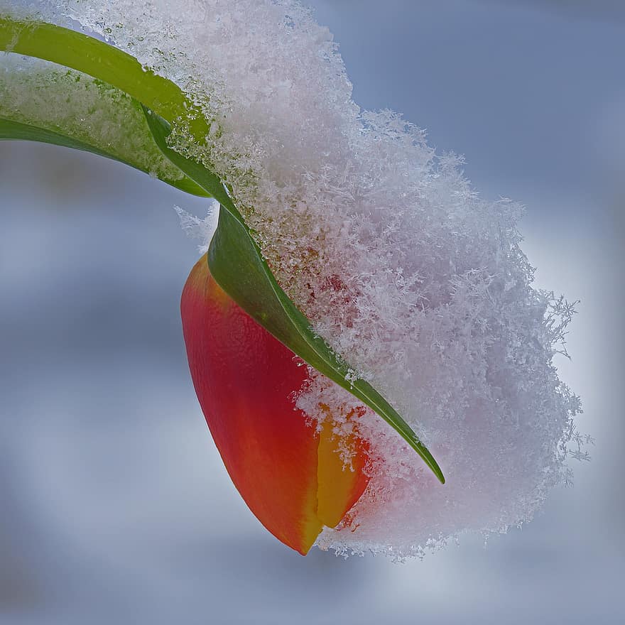 flor, tulipán, cristales de hielo, floración, de cerca, hoja, frescura, planta, antecedentes, color verde, macro