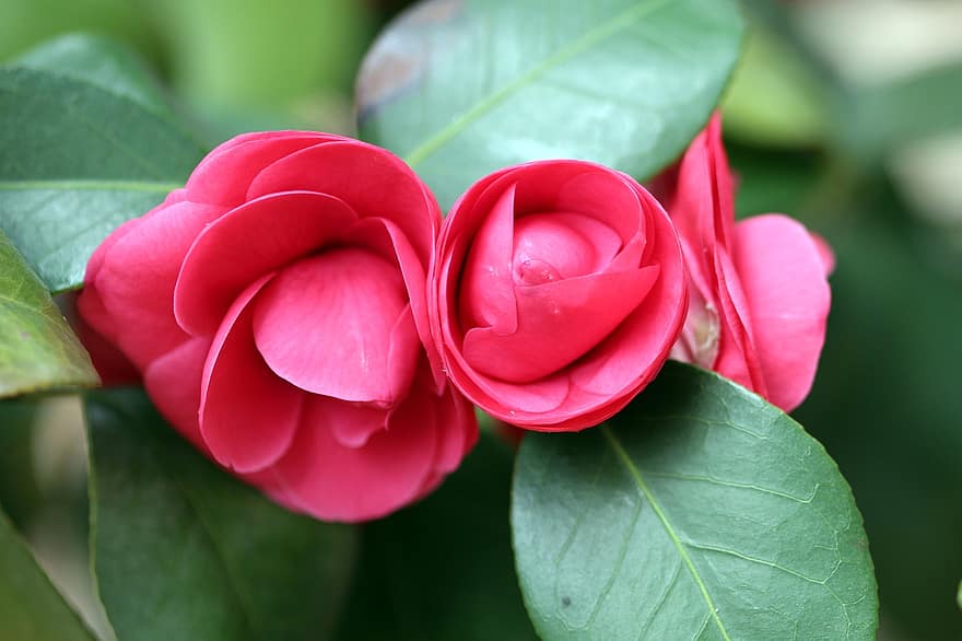 Camellia, Flower, Petals, Buds