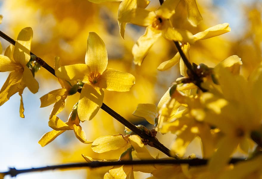 Forsythia, gule blomster, natur, busk, vår, blomstrer