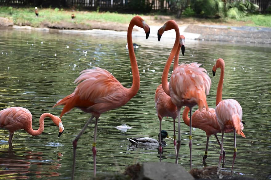 Flamingos, Birds, Pink