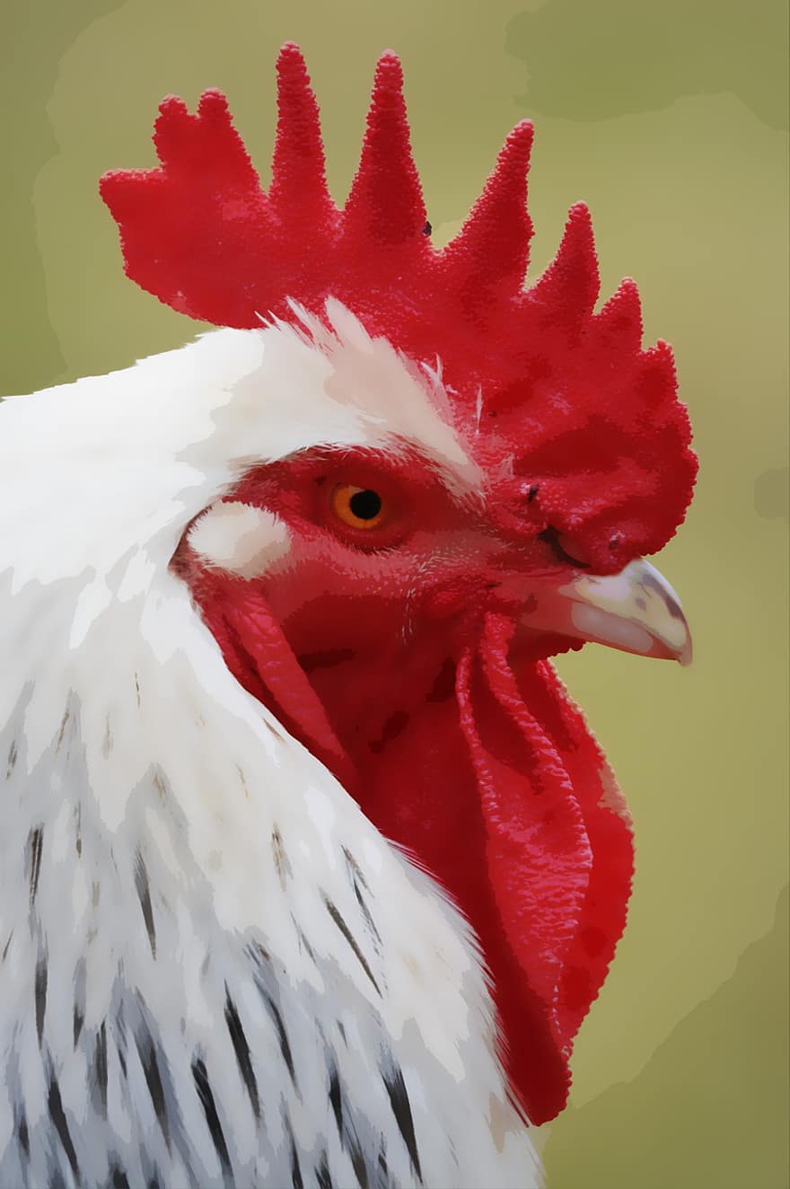Rooster, Cockerel, Hen, Chicken, Bird, Farm, Animal, Fowl, Poultry, Red, Male