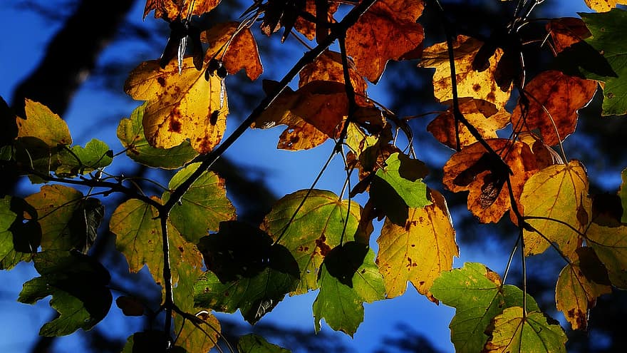 listy, strom, podzim, les, zelená, list, žlutá, sezóna, zářivé barvy, vícebarevné, pozadí