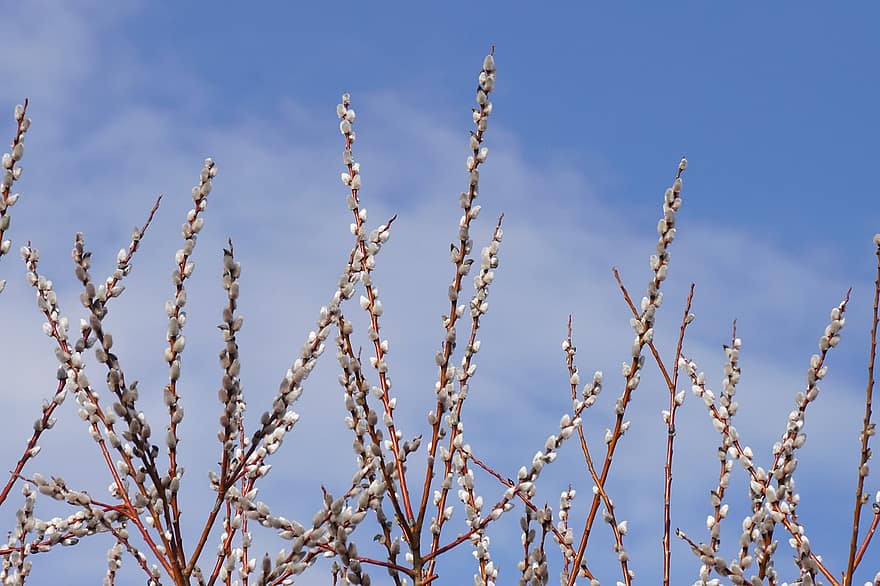 Catkins, Buds, Tree, Plant, Branches, Blossom