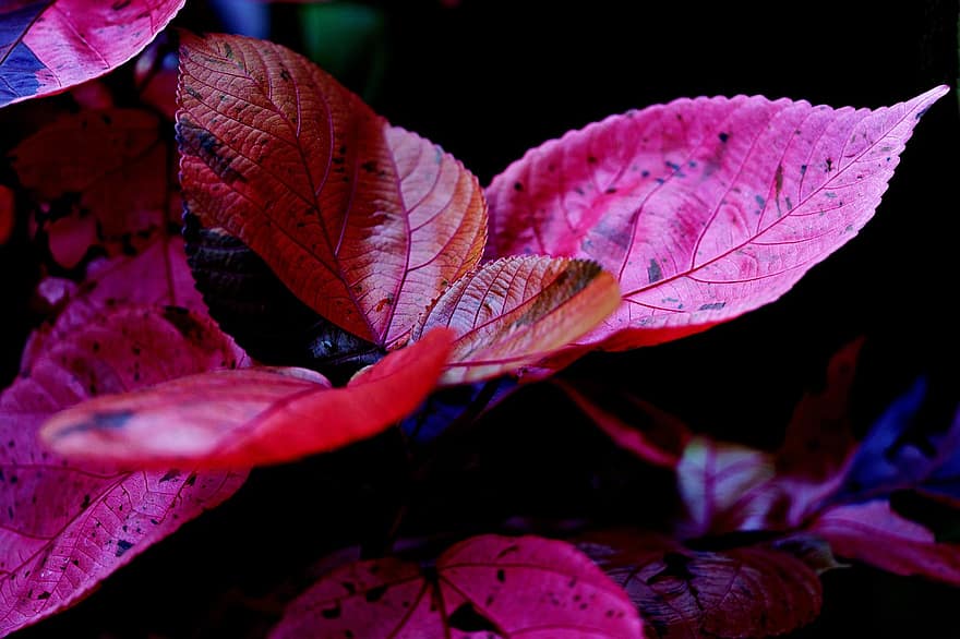 Leaves, Pink Leaves, Nature, Flora, leaf, autumn, plant, close-up, backgrounds, season, multi colored