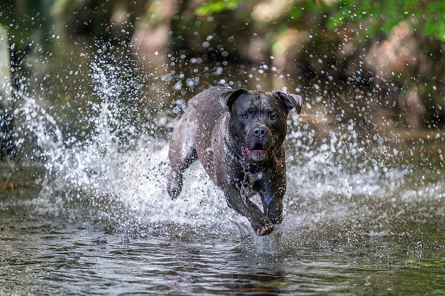 hund, amerikansk mobbing, husdyr, vann, å leke, løpe, dyreliv, kjæledyr, sommer, canine, våt