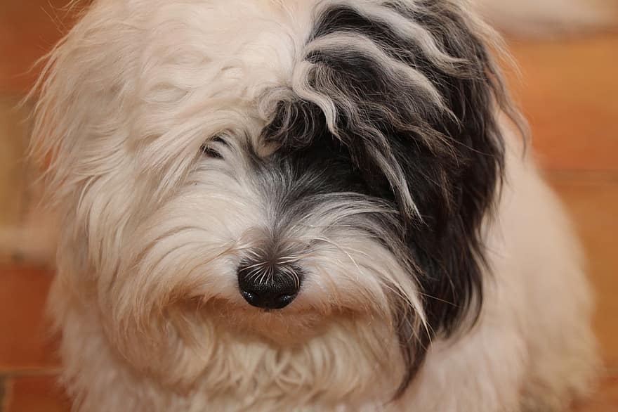 σκύλος, κουτάβι, λευκό σκυλί, μικρός σκύλος, coton, Tulle Coton, κατοικίδιο ζώο, ανατροφή, τα μάτια του σκύλου, ζώο, πανεμορφη