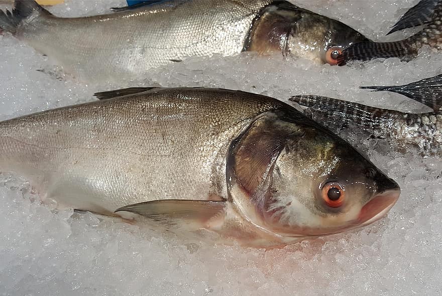 Fish, Fresh Fish, Market, freshness, seafood, ice, food, close-up, healthy eating, animal eye, catch of fish