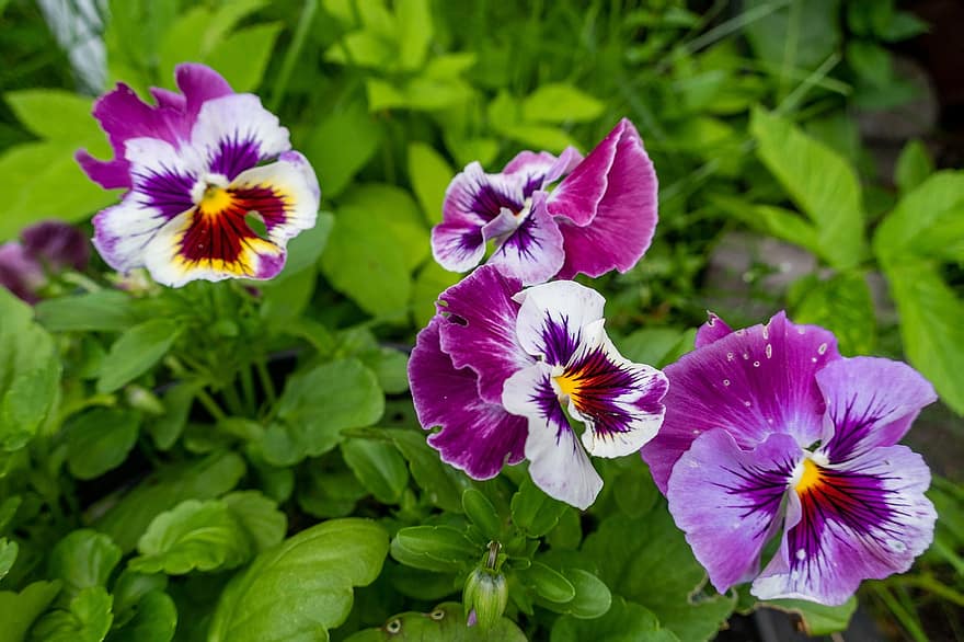 Pansies, Flowers, Petals, Nature, Colorful, Purple, Flower Garden, Odor, Flower, Live, Happiness
