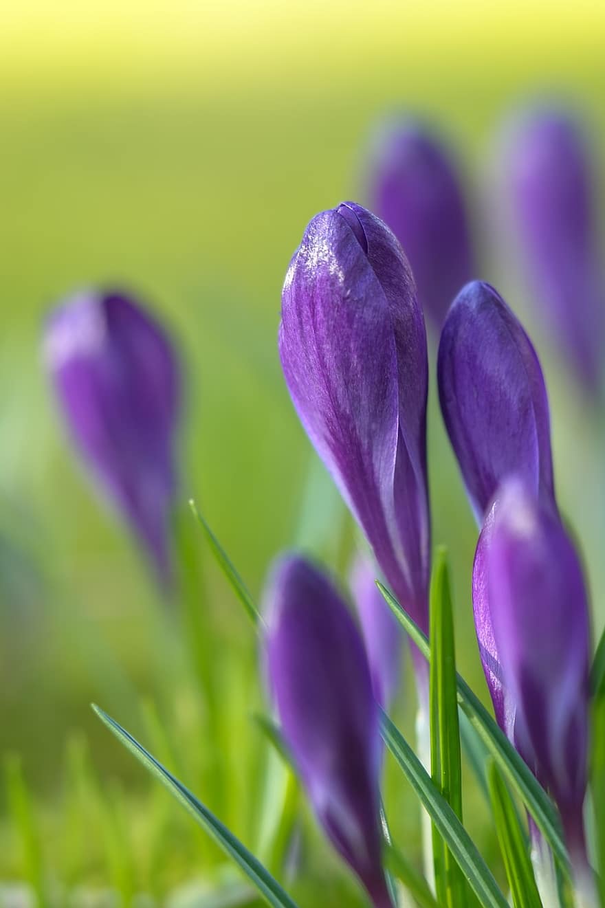 фиолетовые цветы, фиолетовые крокусы, цветущие цветы, крокусы, Цветочные бутоны, весенние цветы, луг, цветы, Цветущая, пурпурный, цветок