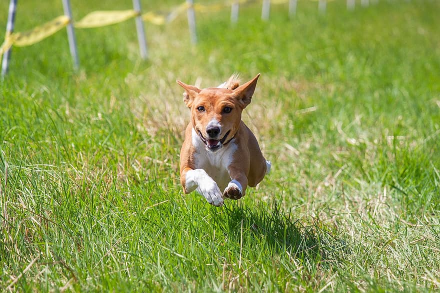 Basenji, куче, бягане, поле, на открито, активен, животно, ловкост, атлетичен, кучешки, конкуренция