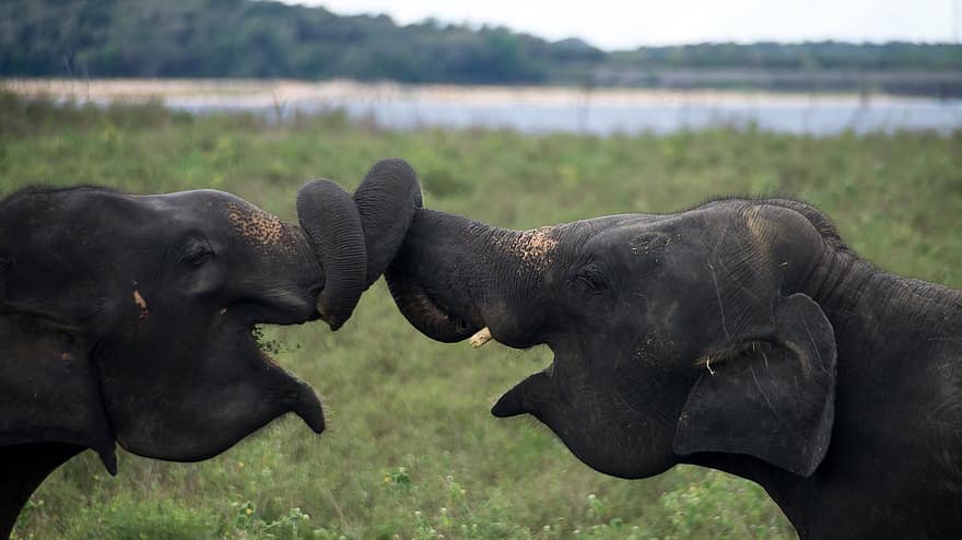 sloni, zvířat, volně žijících živočichů, savců, kmeny, safari, Příroda, Srí Lanka, šťastný