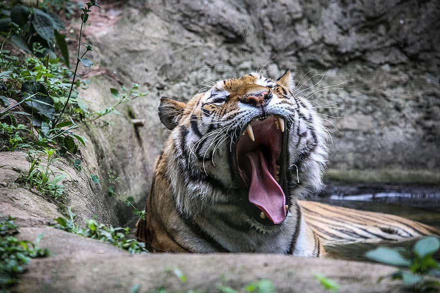 con hổ, con mèo, mèo hoang, động vật hoang da, hoang vu, động vật hoang dã, ngáp, Hổ ngáp, răng nanh, quái thú