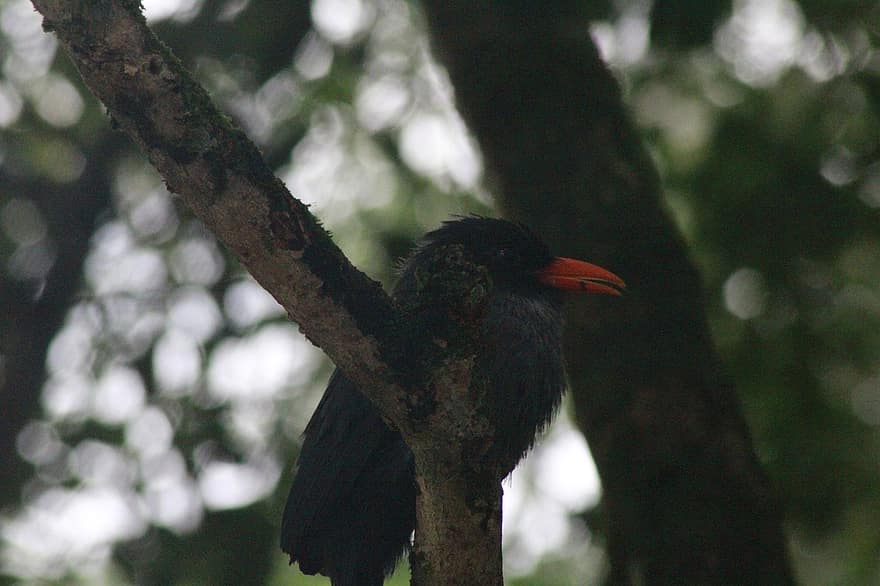 Black-fronted Nunbird, fugl, dyr, dyreliv, fjerdragt, afdeling, perched, natur, dyr i naturen, næb, træ