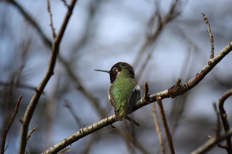 colibrí, pájaro, animal, fauna silvestre, plumaje, rama, posado, naturaleza, pico, pluma, animales en la naturaleza