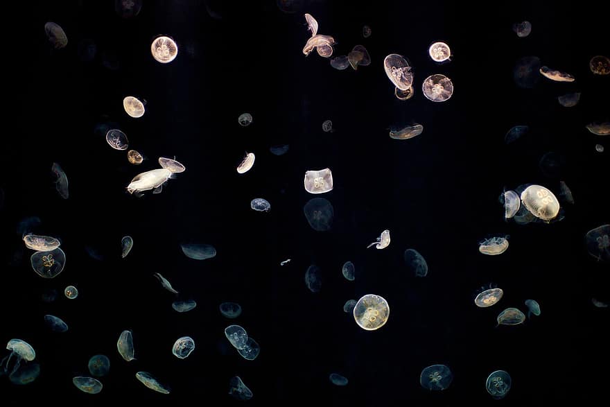 медузи, морські желе, тварини, морське життя, життя в океані, водне життя, акваріум, осака
