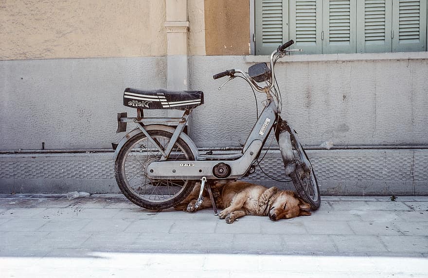 jízdní kolo, Pes, spát, zdřímnutí, kolo, silnice