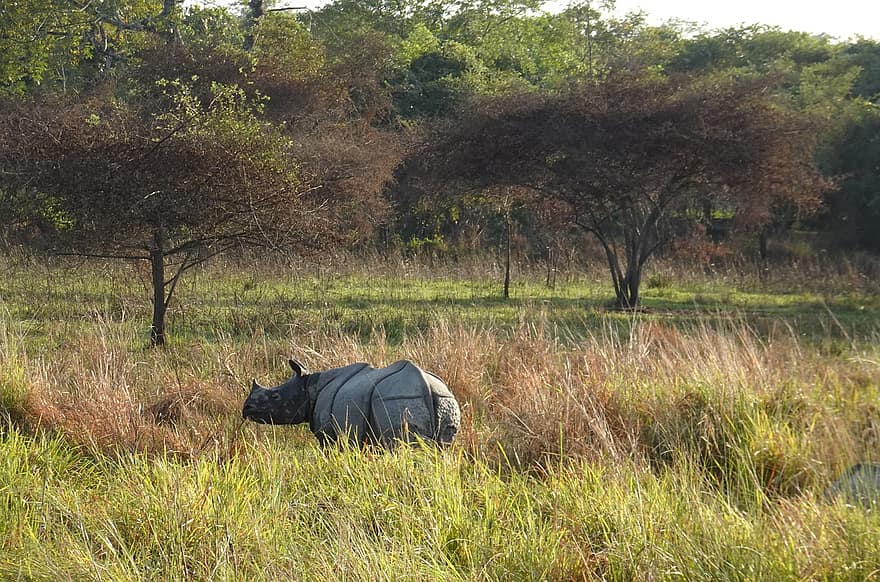 nosorożec, jeden rogaty, zwierzę, dziki, dzikiej przyrody, zagrożone, unicornis, Manas, Park Narodowy, sanktuarium, Assam