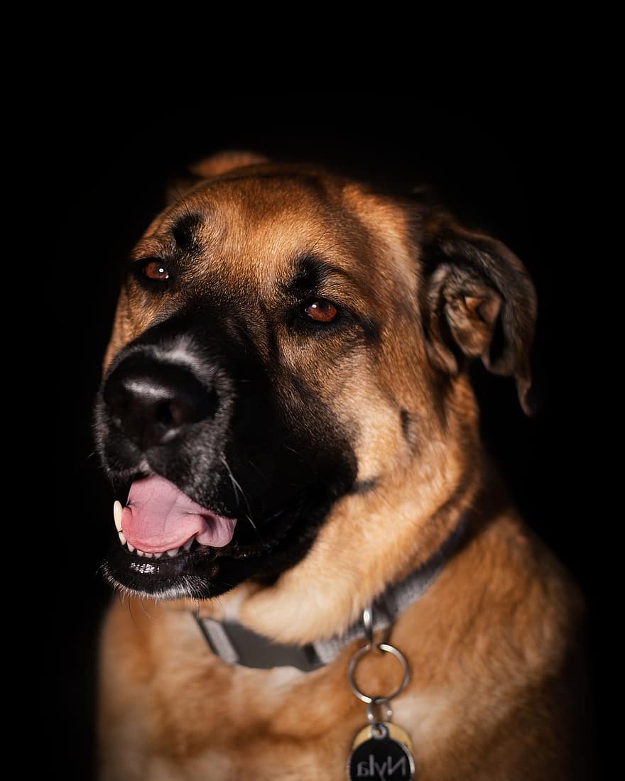 câine, amestec german de ciobanesc, crossbreed, animal, animal de companie, canin, ochi, amesteca
