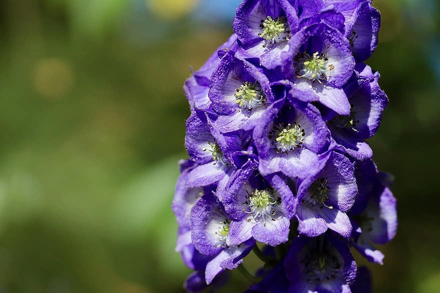 μπλε σιδερένιο καπέλο, δακτυλήθρα, aconitum, γκρο πλαν, λουλούδι, φυτό, καλοκαίρι, μωβ, φύλλο, κεφάλι λουλουδιών, πέταλο