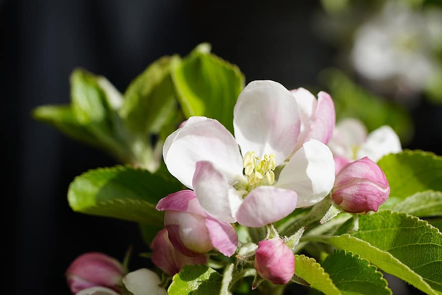 floare, floare de mere, primăvară, măr, inflori, a inflori, petale, creştere, frunze, a închide, plantă