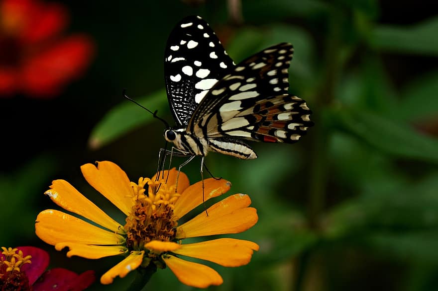 Me Butterfly, πεταλούδα, έντομο, ζίννια, λουλούδια, παρασκήνια, φυτό, κήπος, φύση