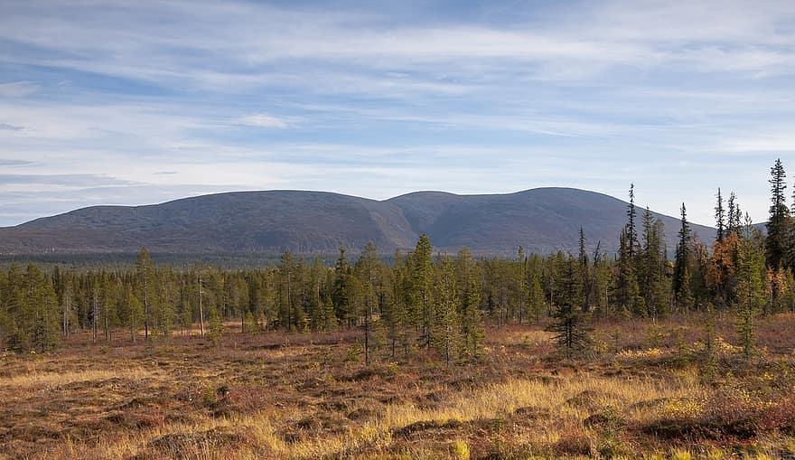 Příroda, kopců, cestovat, průzkum, venku, podzim, sezóna, krajina, Laponsko, Finsko, bažina