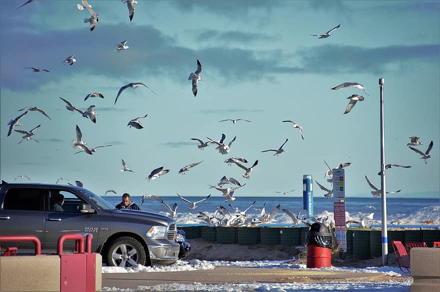 bando de gaivotas, passarinhos, carro, vôo, Frenético, de praia, aves marinhas, lago, mar, oceano, animais selvagens