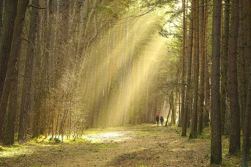 Wald, Bäume, Sonnenstrahlen, Sonnenlicht, Pfad, Forststraße, Weg, Natur, Baum, Landschaft, Fußweg
