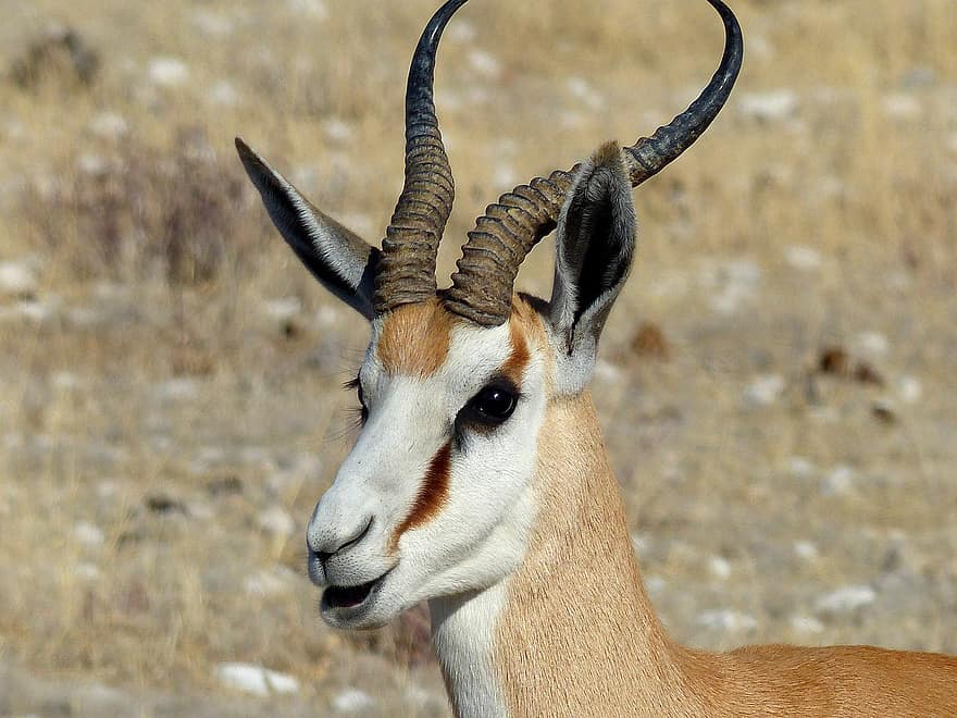 antilopė, impala, laukinės gamtos, safari, Namibija, Afrika, gyvūnas, dykumoje, žolė
